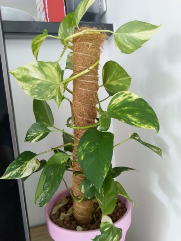 Plante Pothos