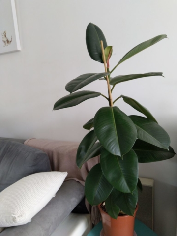 Mon ficus elastica