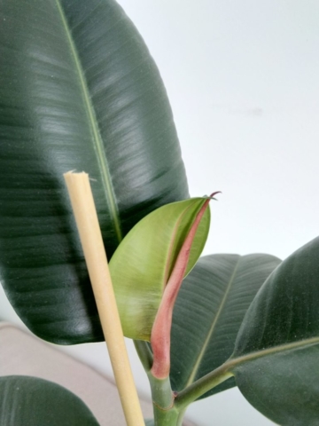 La nouvelle pousse de mon ficus elastica