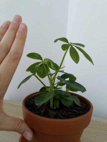 Mon Schefflera