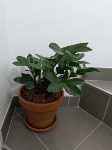 Mon Zamioculcas