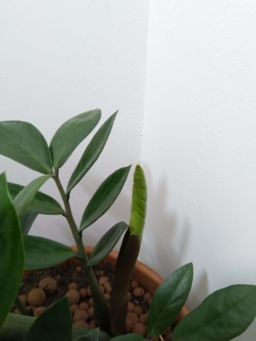 La nouvelle pousse de mon Zamioculcas