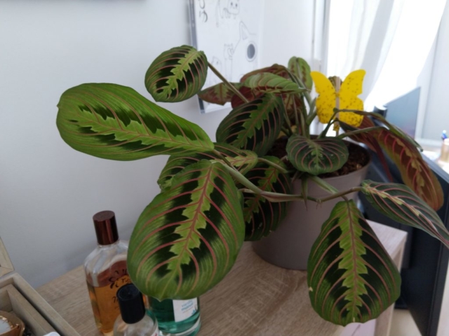 Ma Maranta