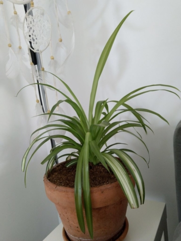 Mon Chlorophytum