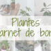 Plantes - Carnet de bord - Chaparpille