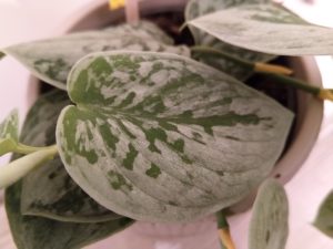 Zoom sur les feuilles du pothos argenté