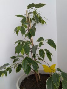 Ficus benjamina