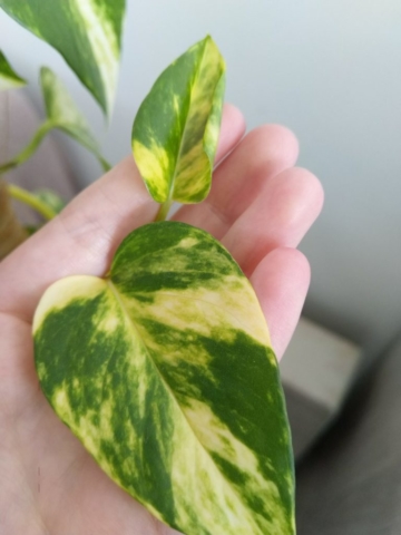 Passion Pothos : mon fidèle compagnon depuis plus de deux ans !