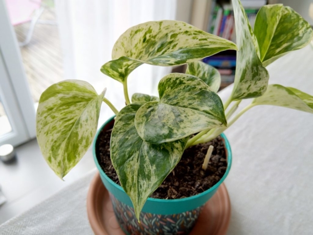 Mon joli Pothos Marble Queen