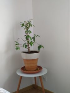 Le retour de mon ficus benjamina