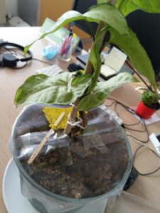 mon syngonium en mode étoufée