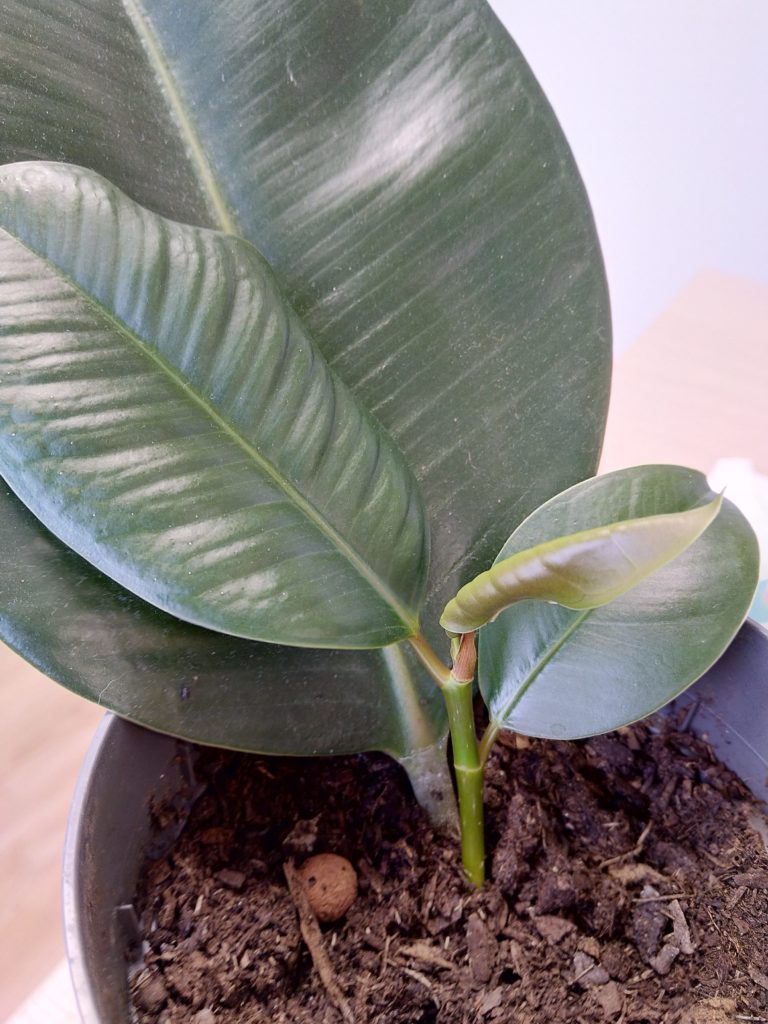 Bouture Ficus Elastica