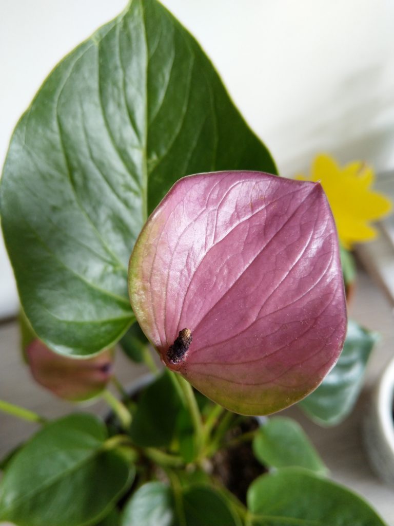 anthurium