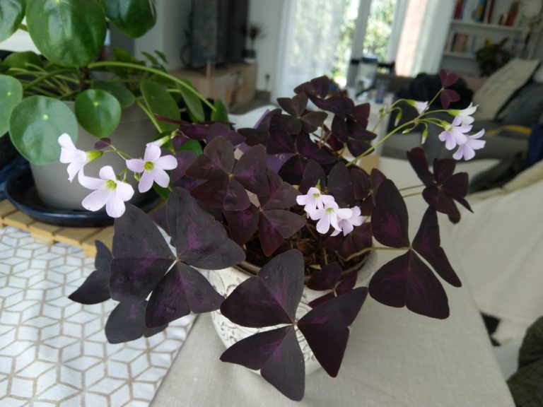 oxalis triangularis