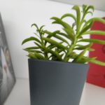 peperomia