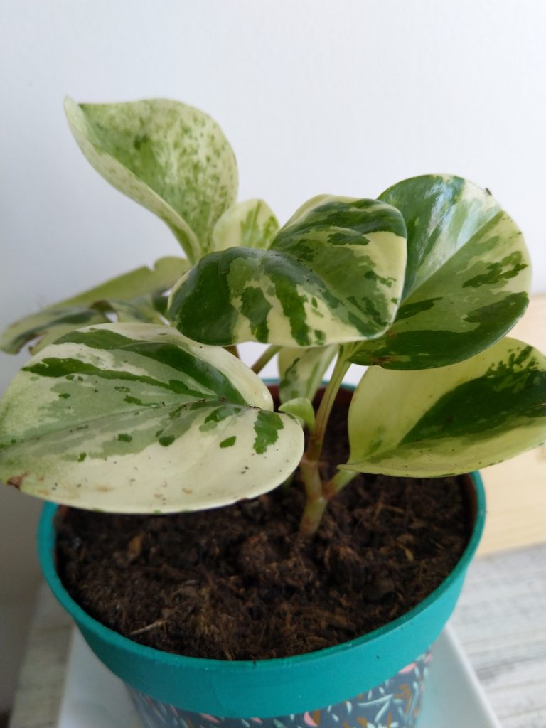 peperomia