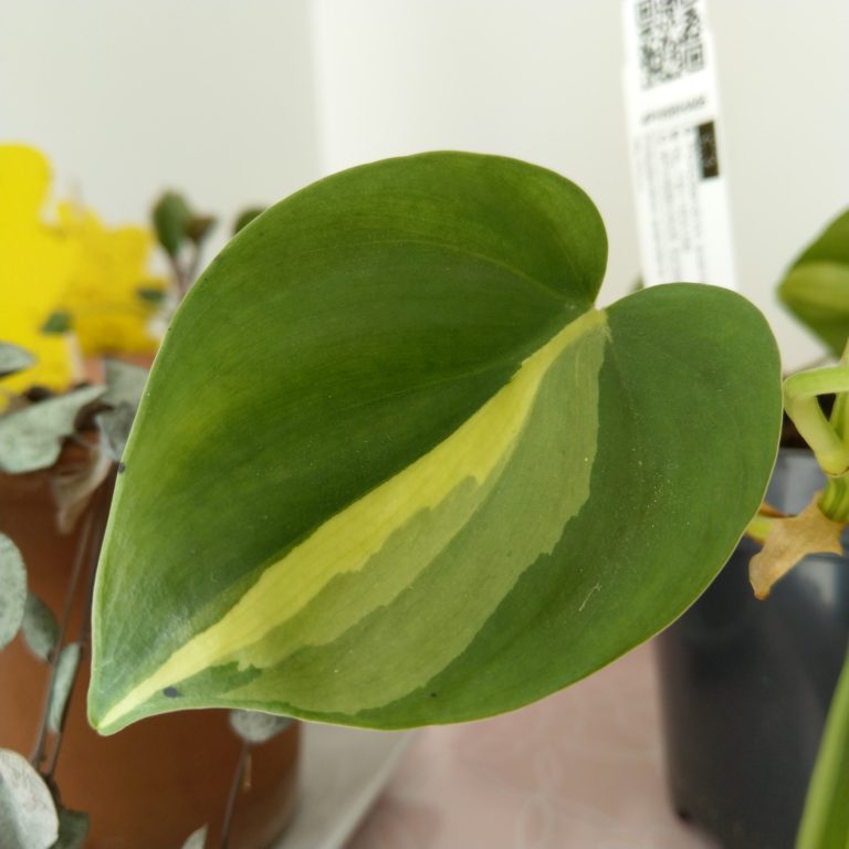 philodendron Brazil